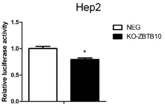 Luciferase activity of HK1 in ZBTB10 knockout 293T cells.jpg